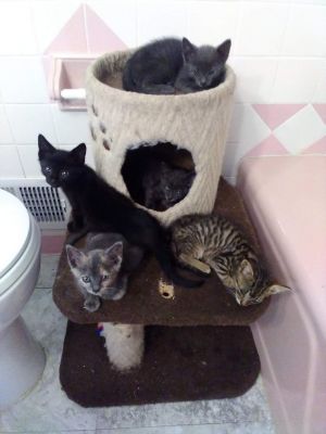 Merry Domestic Short Hair Cat