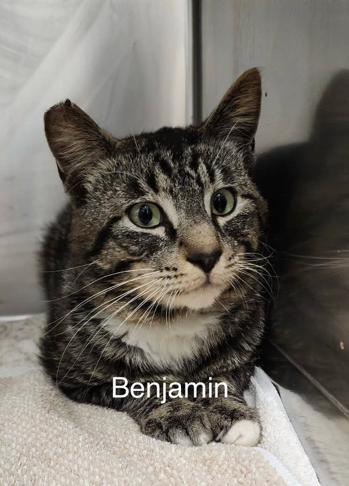 Benjamin