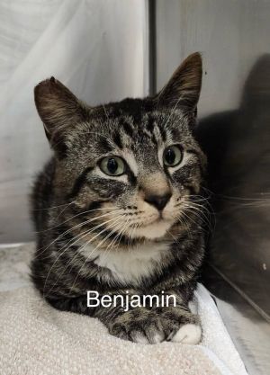 Benjamin, Young Male Domestic Short Hair