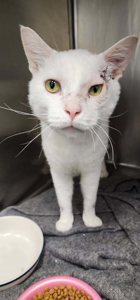 Chester, an adoptable Domestic Short Hair in Bend, OR, 97701 | Photo Image 1