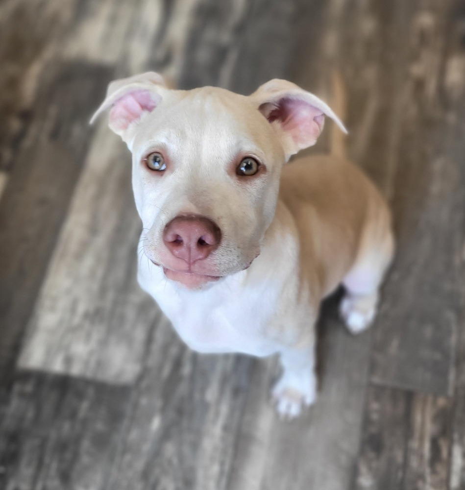 Leo