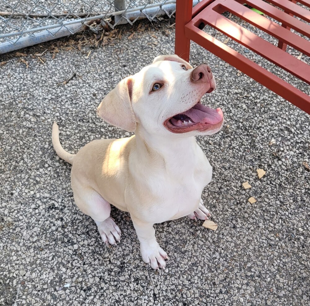 Leo