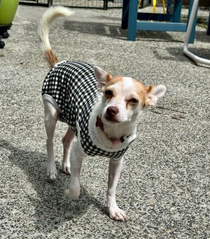 Letty Chihuahua Dog