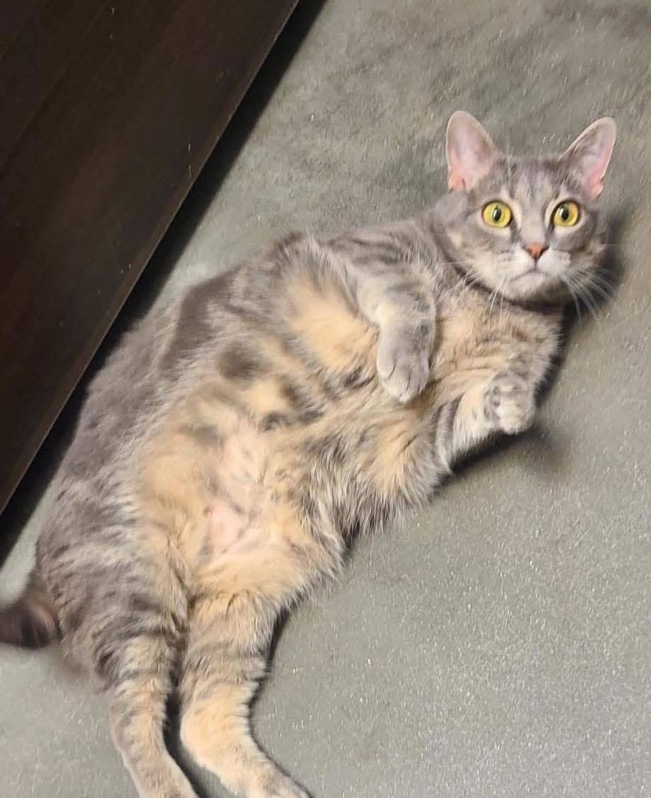 Arabella