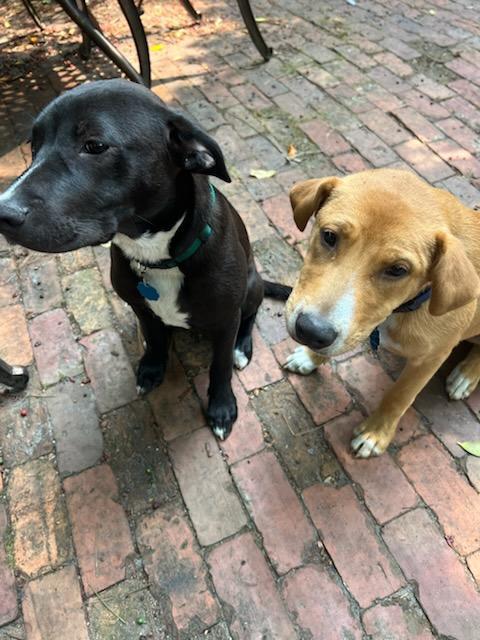 Huck and Finn