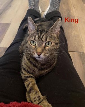 King, Adult Male Tiger