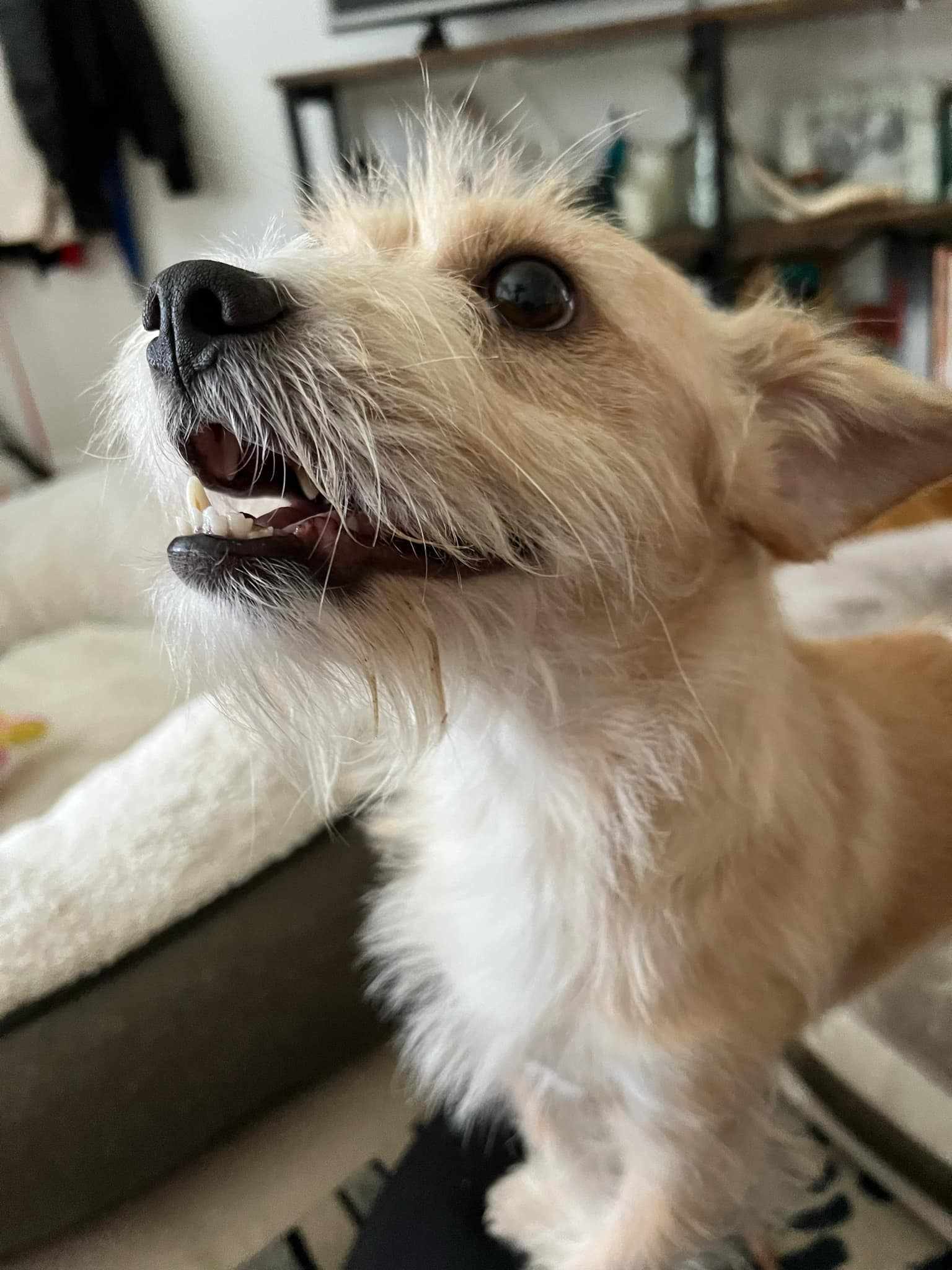 Lucas *Arriving 6/28*