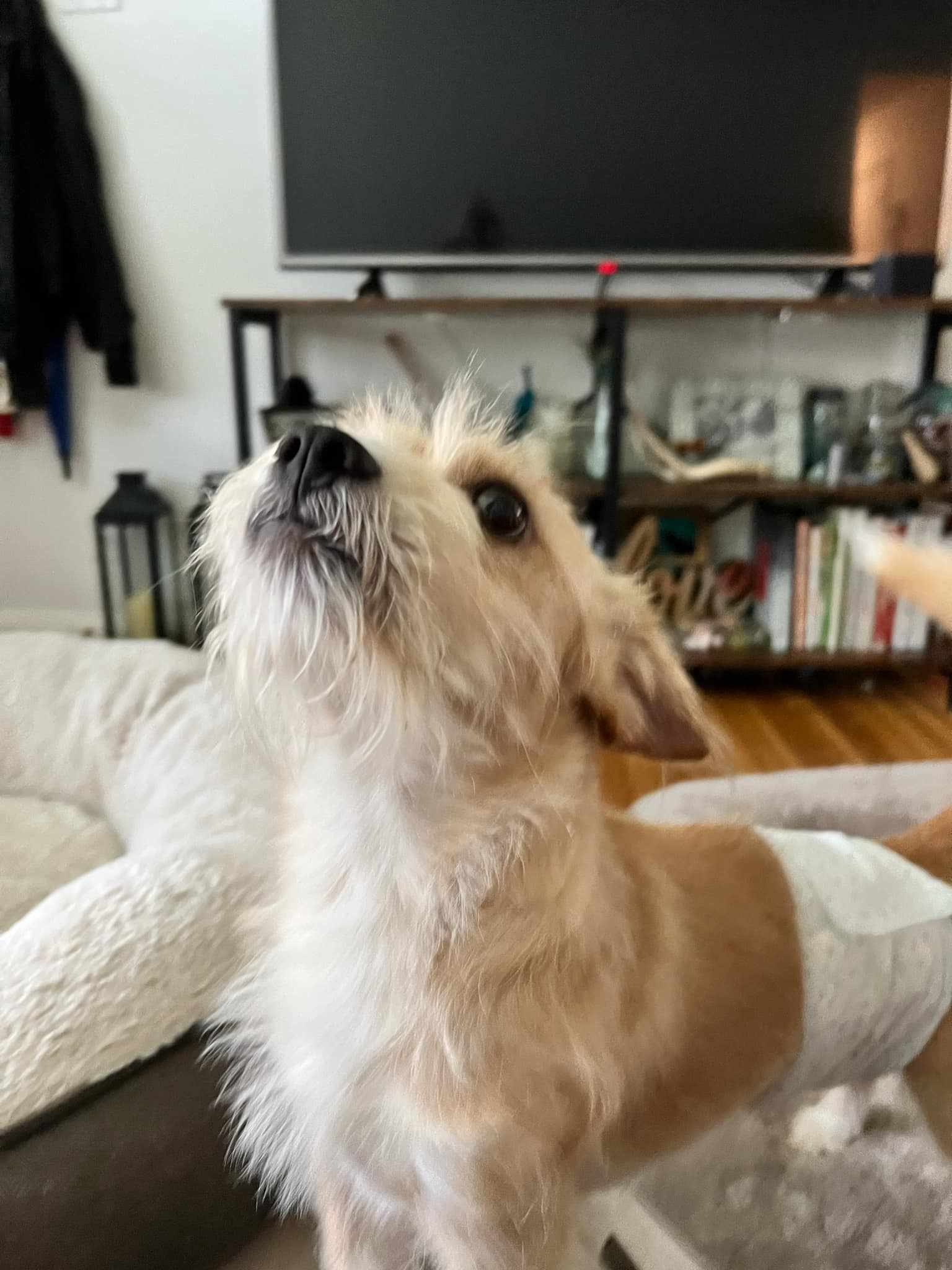 Lucas *Arriving 6/28*