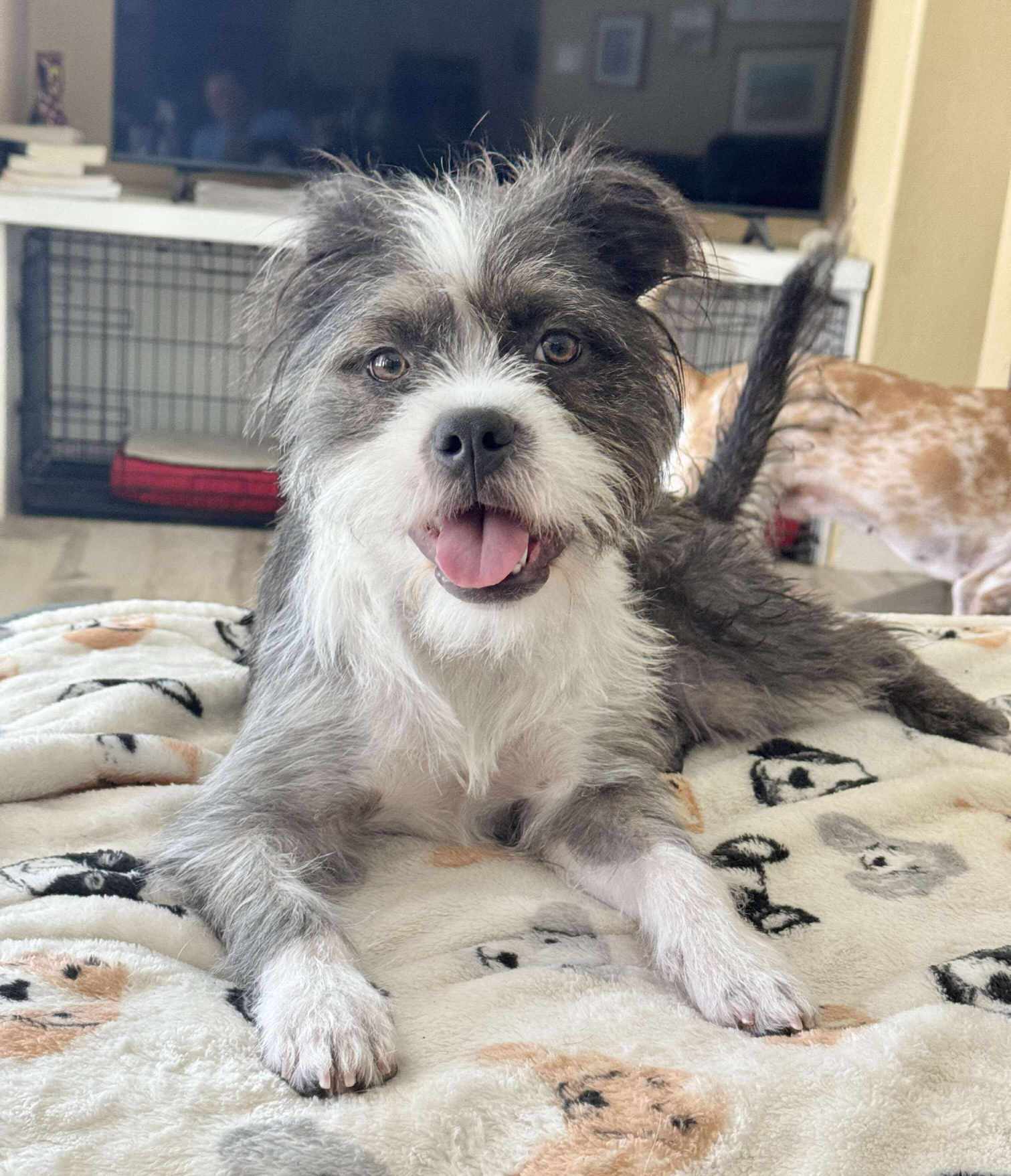 Pebbles *Arriving 6/28*