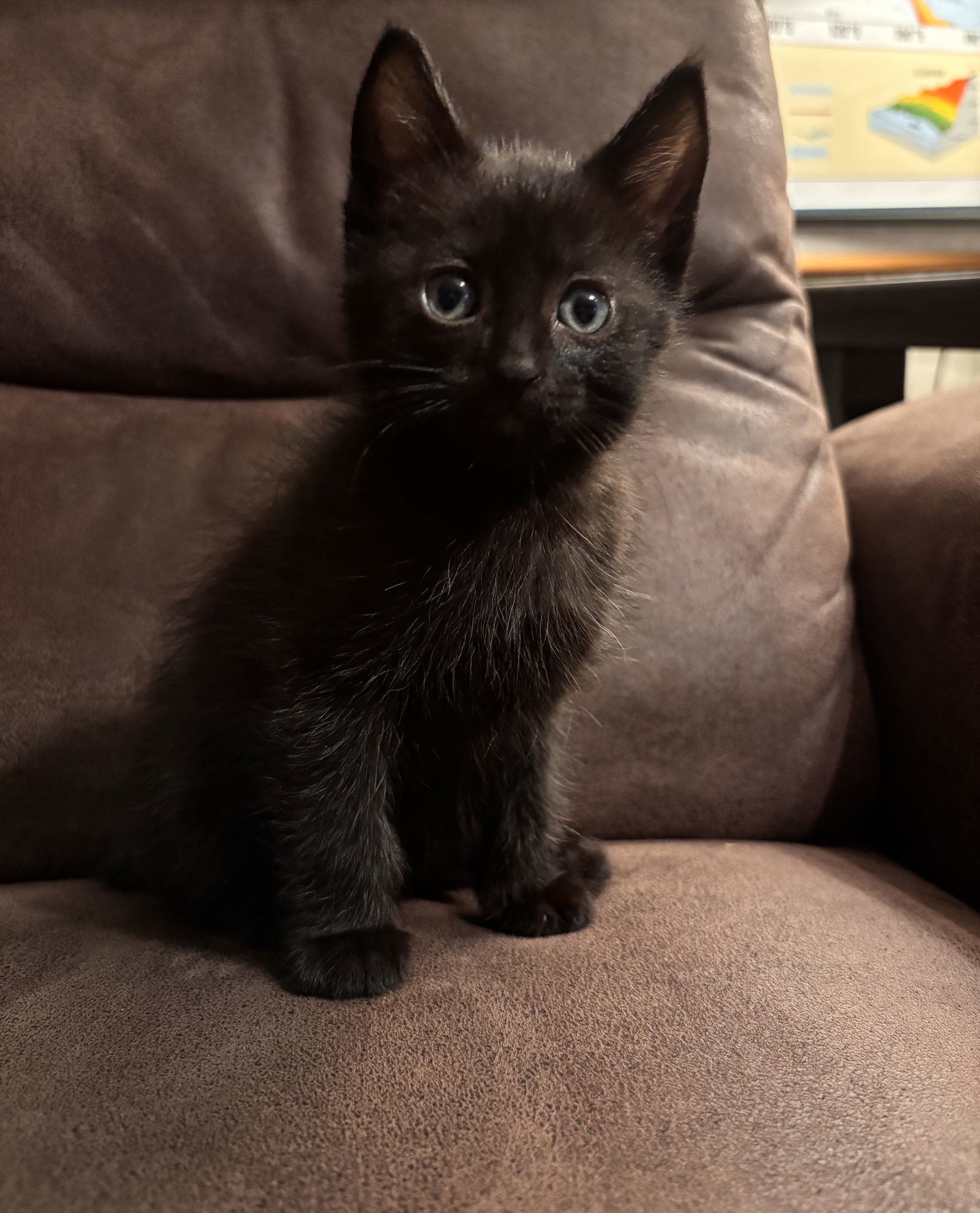 Georgie