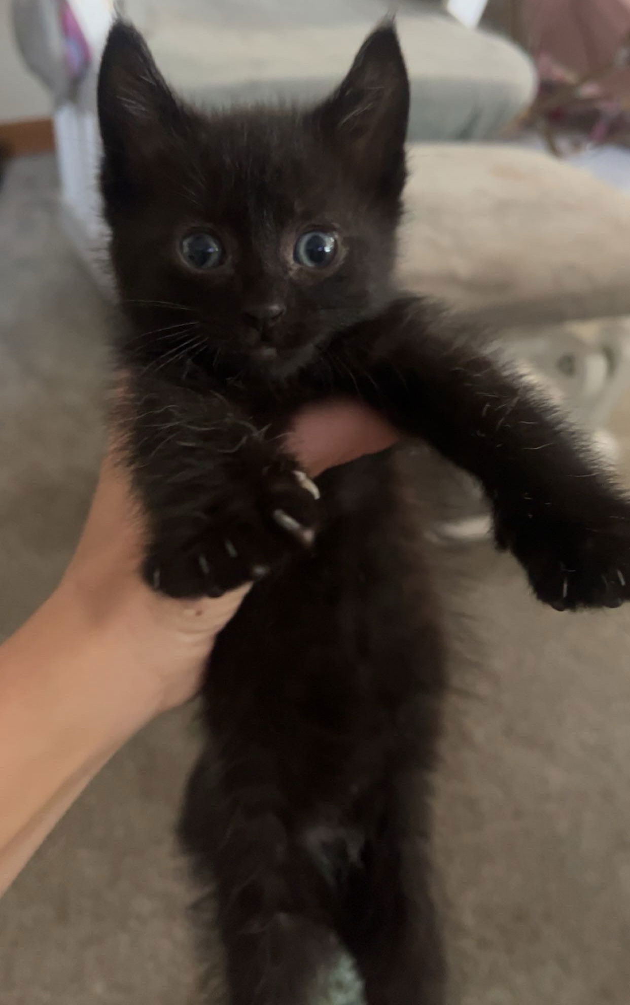 Georgie