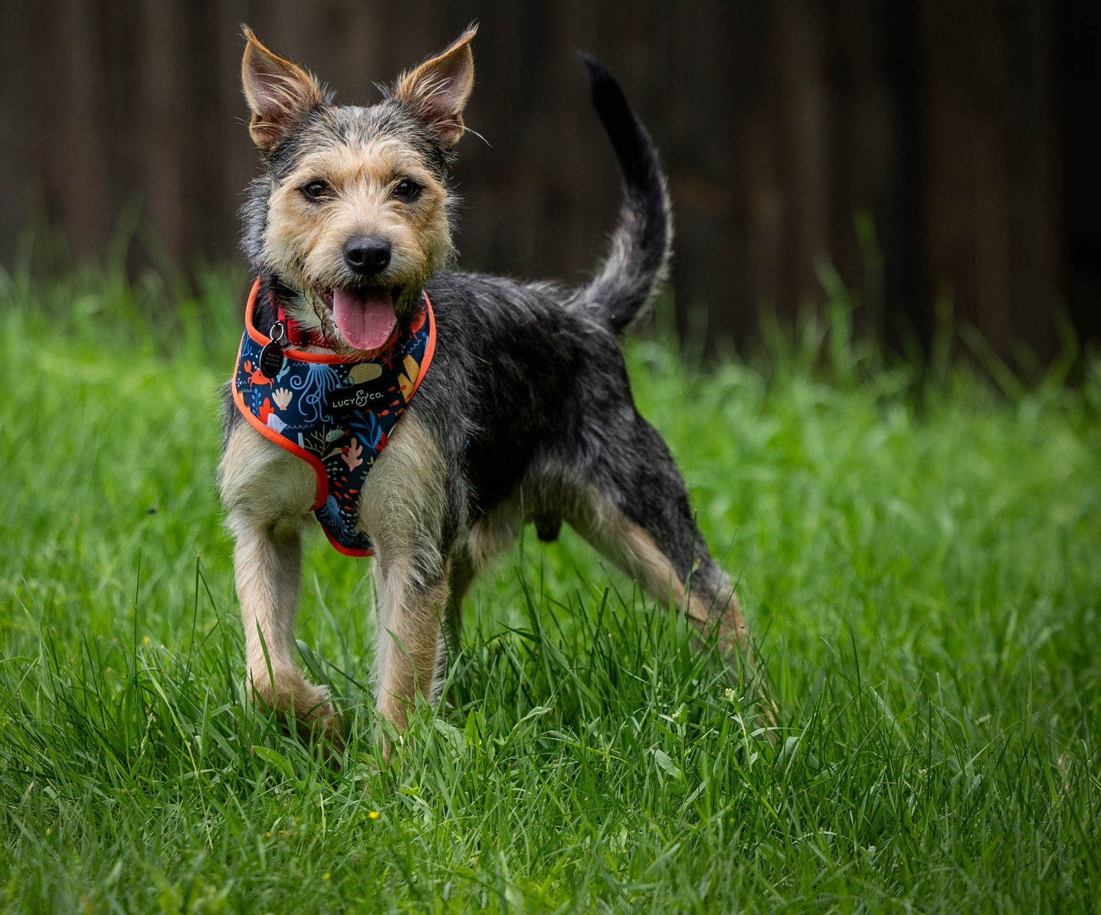Wallie, an adoptable Terrier, Schnauzer in Duluth, MN, 55802 | Photo Image 1