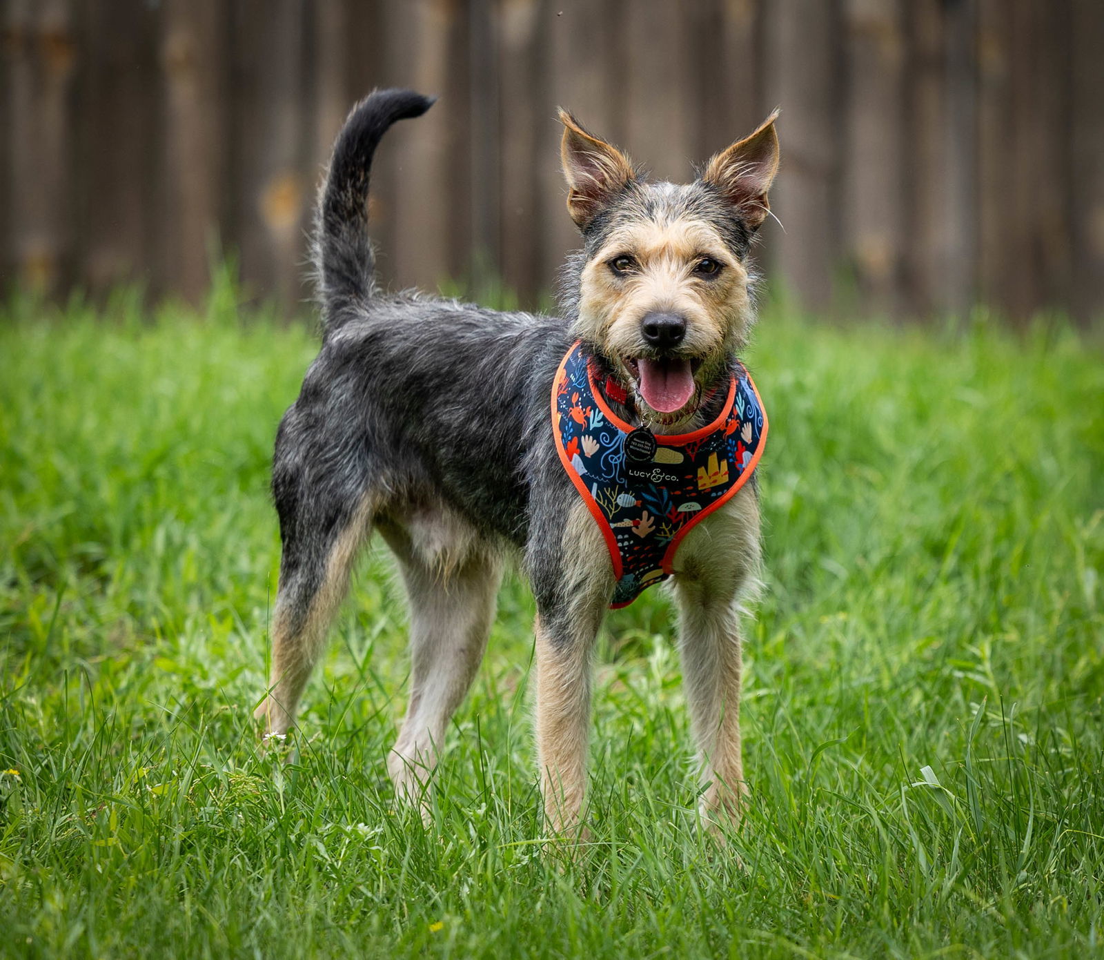 Wallie, an adoptable Terrier, Schnauzer in Duluth, MN, 55802 | Photo Image 2