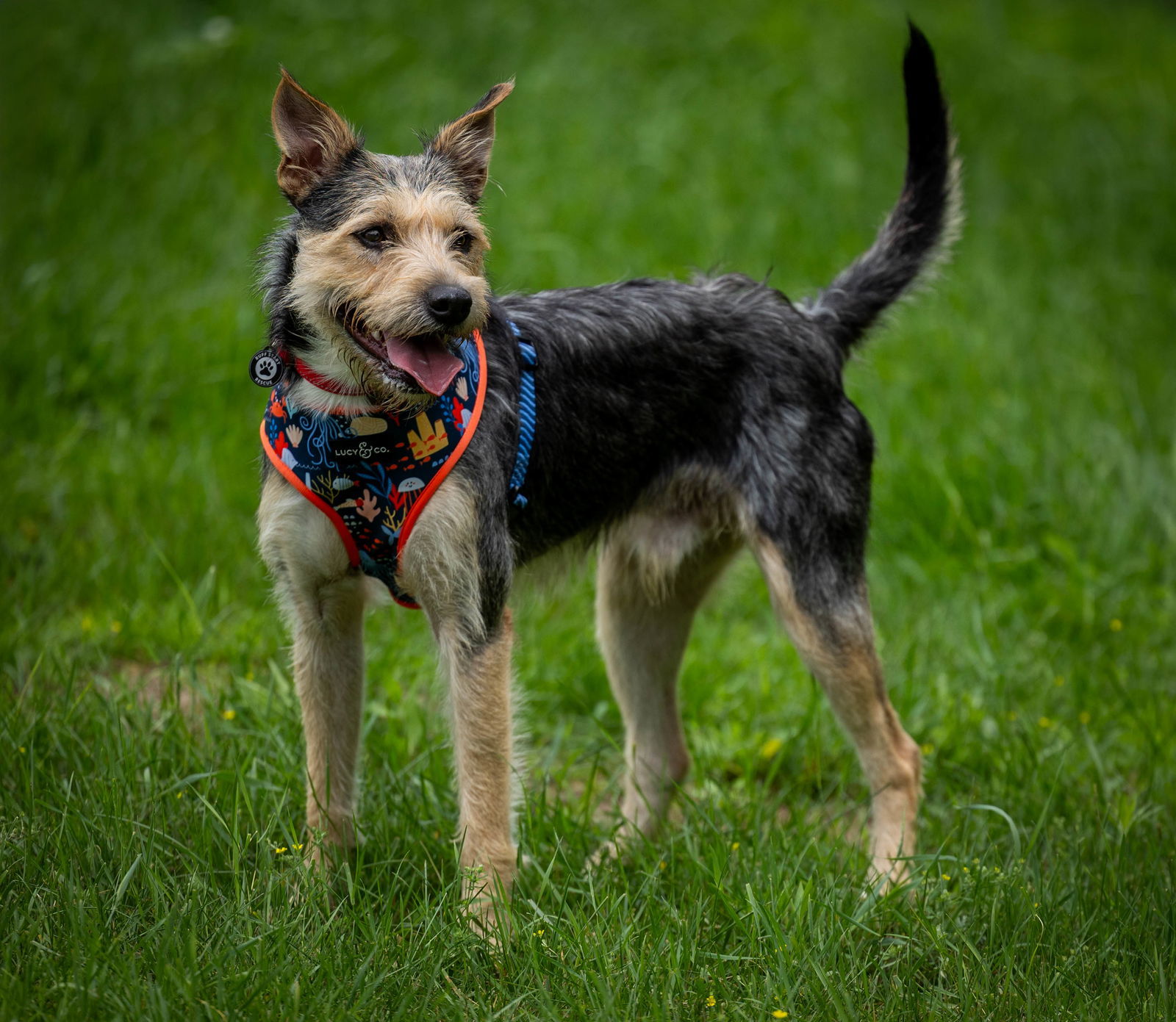 Wallie, an adoptable Terrier, Schnauzer in Duluth, MN, 55802 | Photo Image 3
