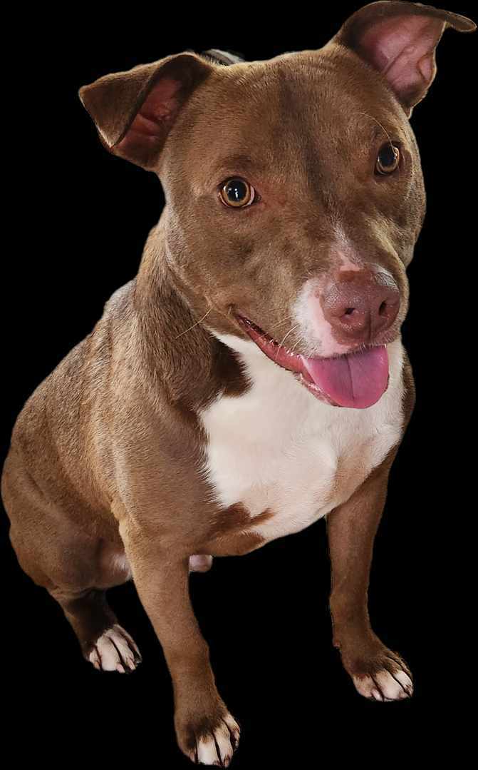 Ollie, an adoptable Pit Bull Terrier, Chocolate Labrador Retriever in Duluth, MN, 55802 | Photo Image 1