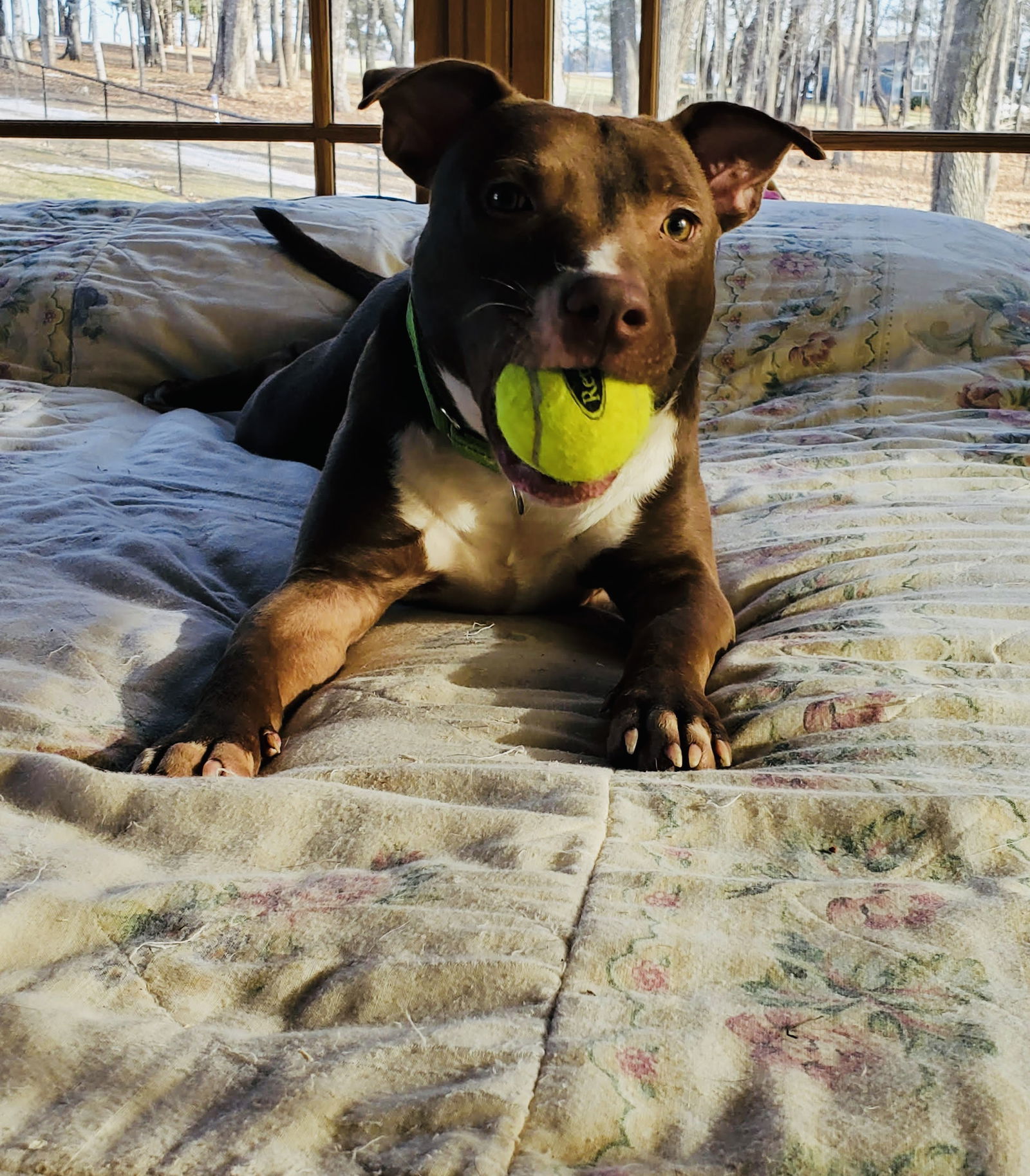 Ollie, an adoptable Pit Bull Terrier, Chocolate Labrador Retriever in Duluth, MN, 55802 | Photo Image 2