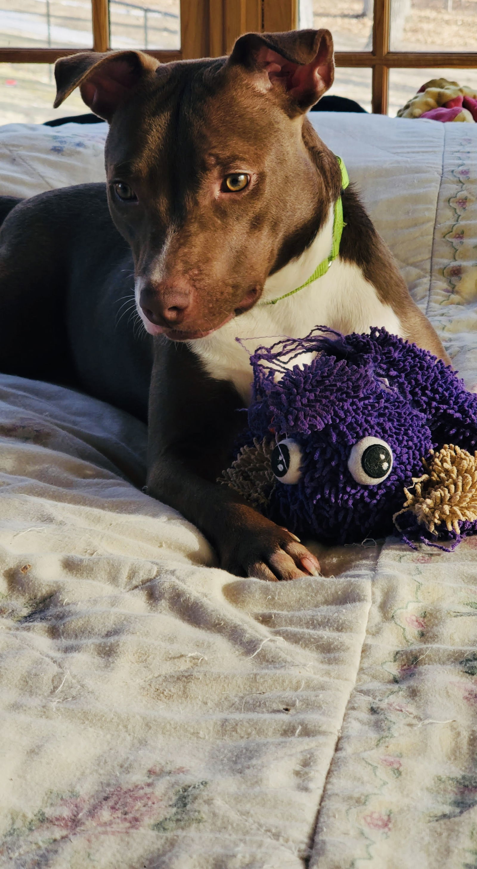 Ollie, an adoptable Pit Bull Terrier, Chocolate Labrador Retriever in Duluth, MN, 55802 | Photo Image 3