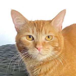 Luna (Courtesy Post), Adult Female Domestic Short Hair