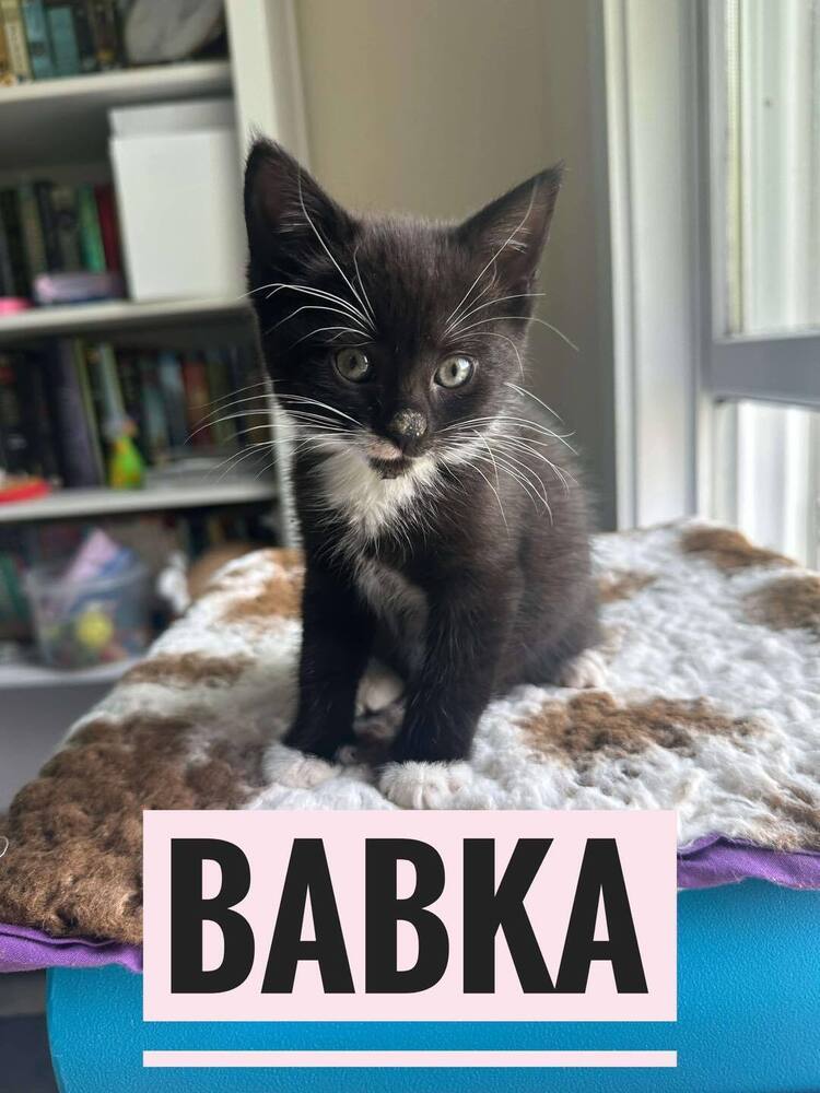 Babka