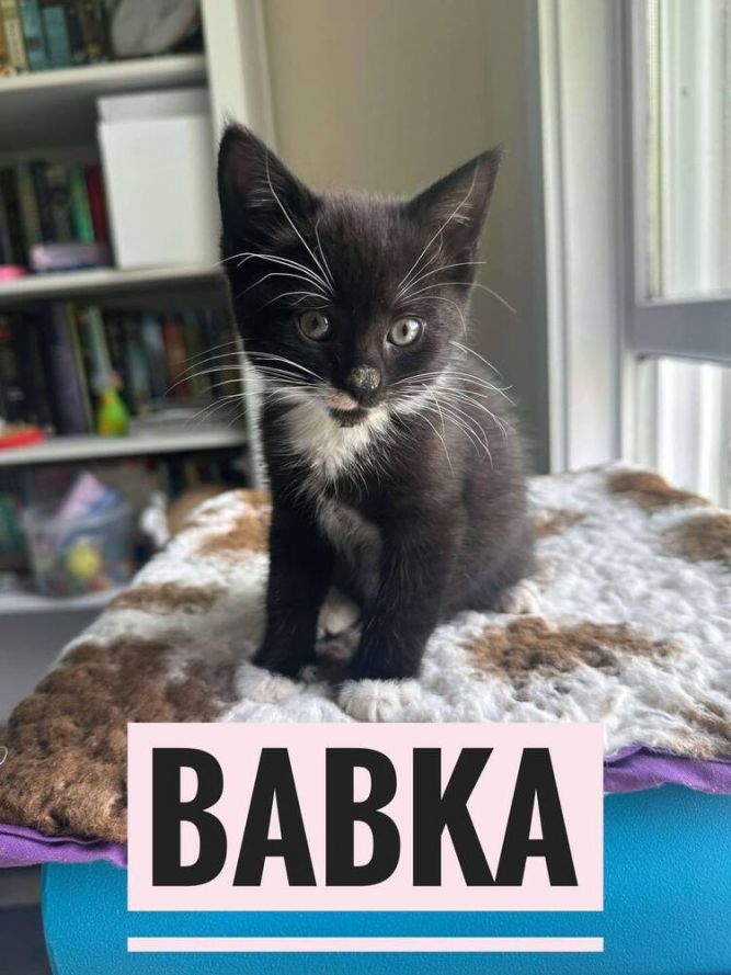 Babka