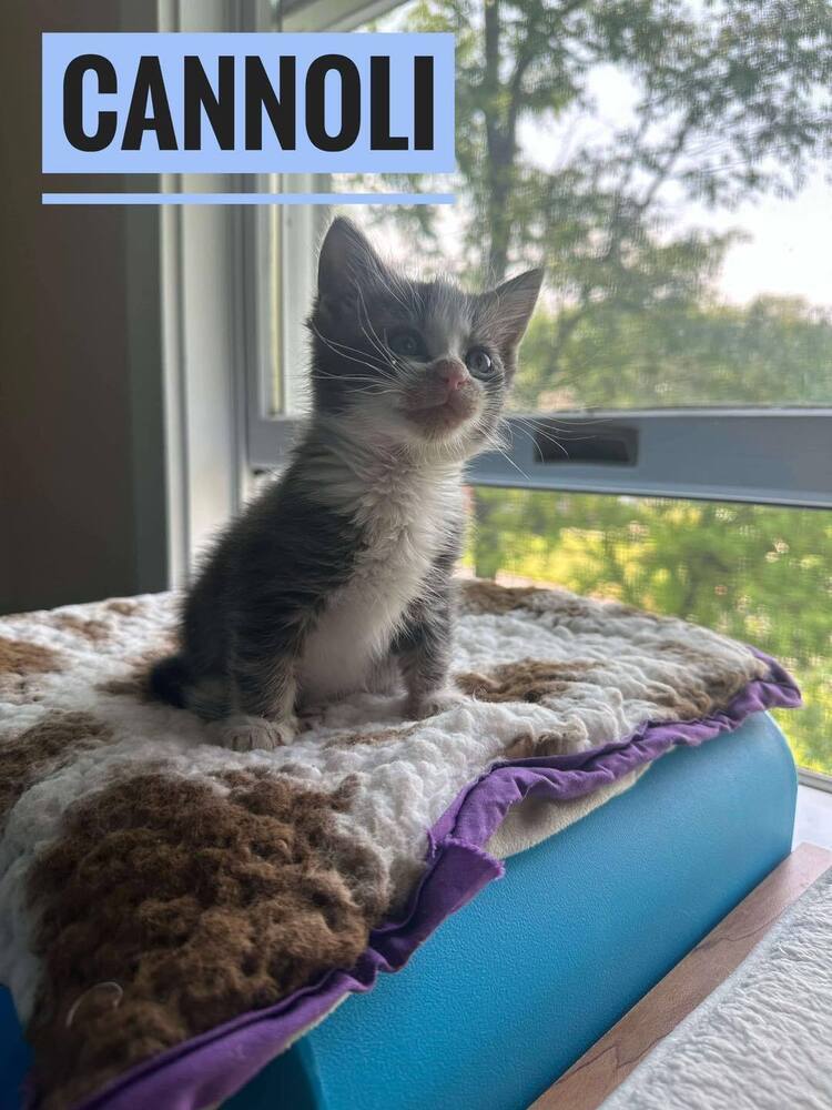 Cannoli