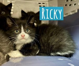 Ricky