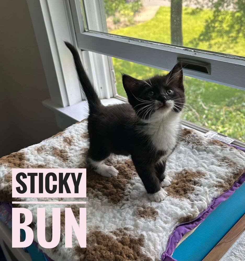 Sticky Bun