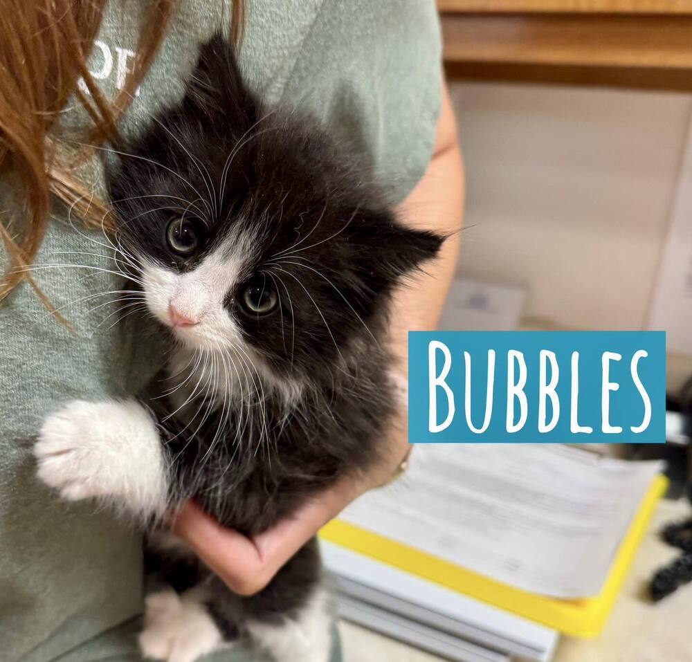 Bubbles