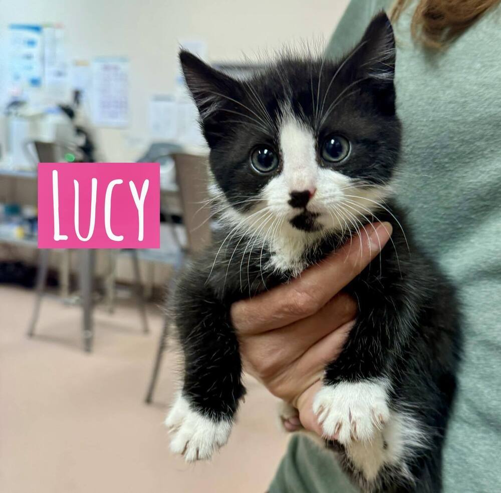 Lucy