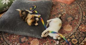 Mousey and Mimsie Domestic Short Hair Cat