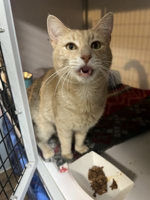Seymour, Adult Male Domestic Short Hair