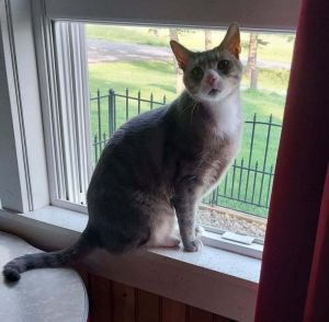 Finnegan, Adult Male American Shorthair