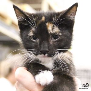 Calypso, Baby Female Domestic Short Hair