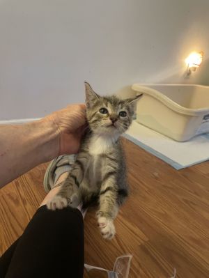 Selma Sherman, Baby Female Domestic Short Hair