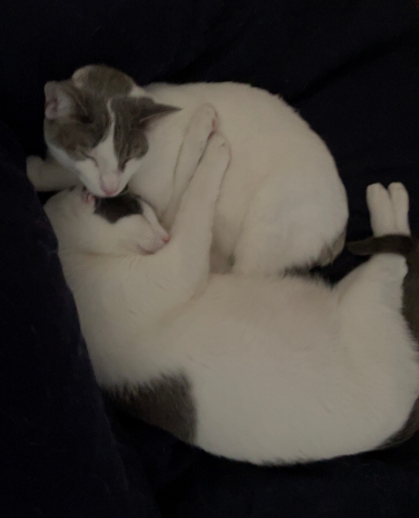 Milo