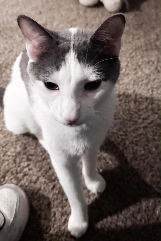 Milo