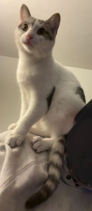 Georgia, Young Female Domestic Short Hair
