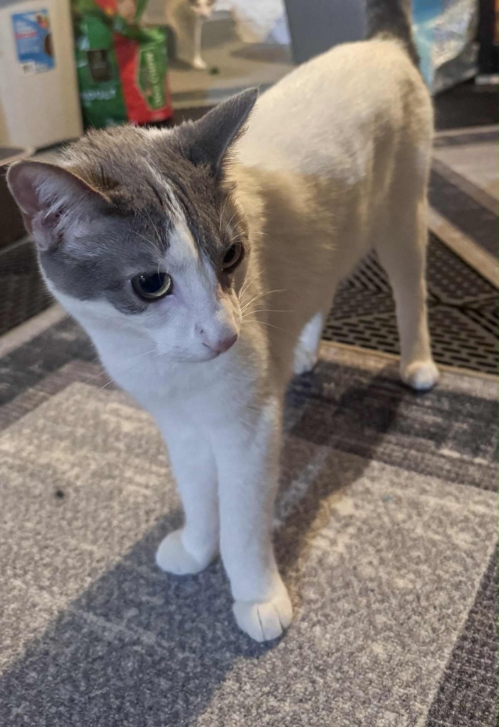 Georgia, an adoptable Domestic Short Hair in Fond Du Lac, WI, 54935 | Photo Image 1