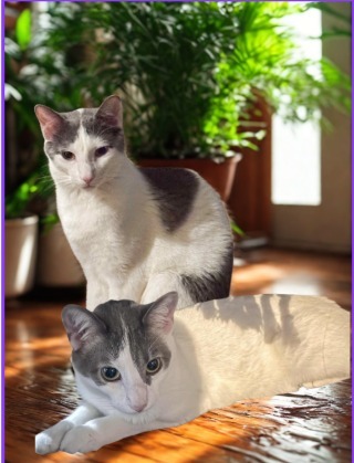 Georgia, an adoptable Domestic Short Hair in Fond Du Lac, WI, 54935 | Photo Image 2