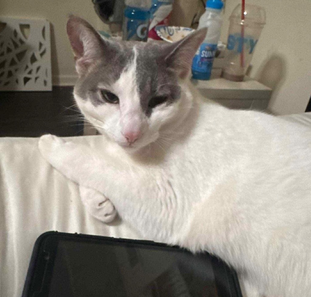 Georgia, an adoptable Domestic Short Hair in Fond Du Lac, WI, 54935 | Photo Image 3