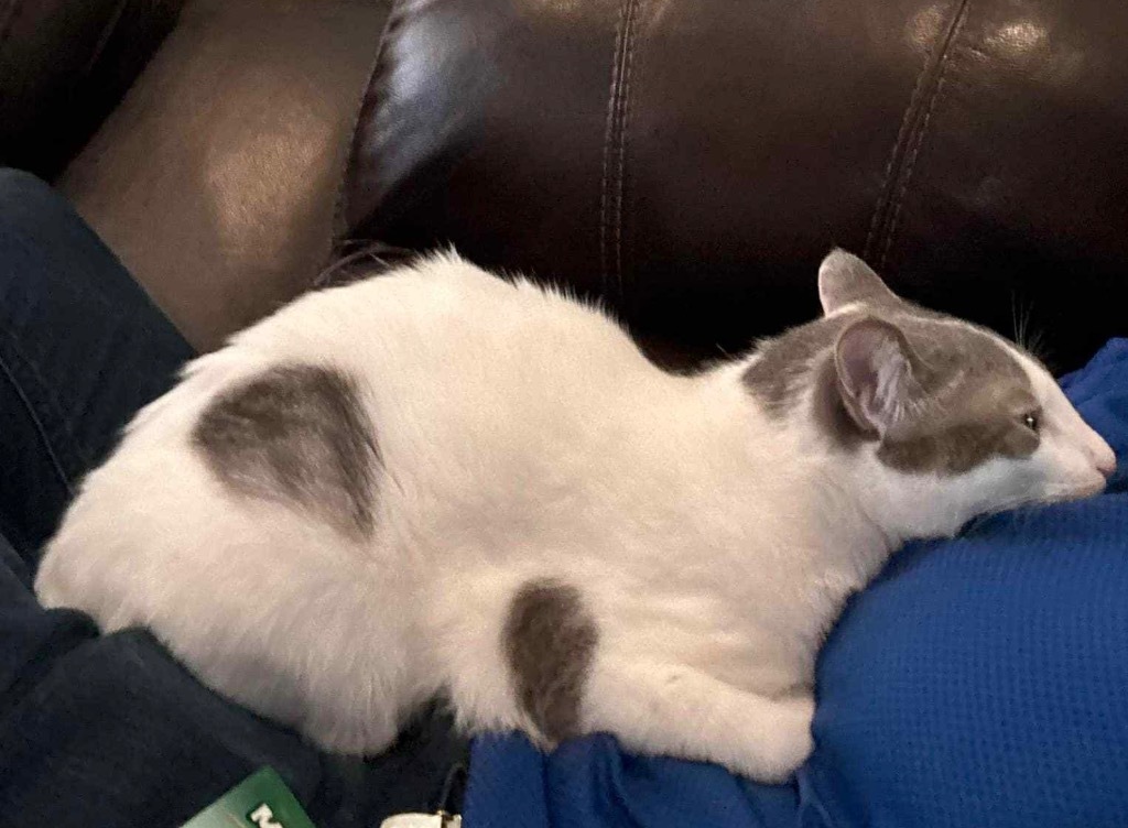 Georgia, an adoptable Domestic Short Hair in Fond Du Lac, WI, 54935 | Photo Image 4