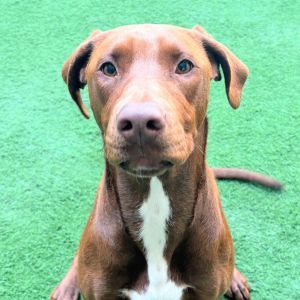 Sage Vizsla Dog