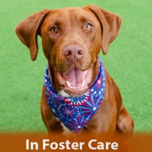 In Foster Care Hi there My name is Sage and Im a 1-year-old spayed Vizsla mix that currently wei