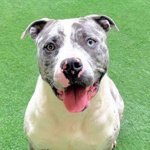 Cowboy American Bulldog Dog
