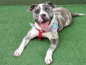 Howdy partner The names Cowboy and Im a neutered 1 and a half year old American Bulldog mix I