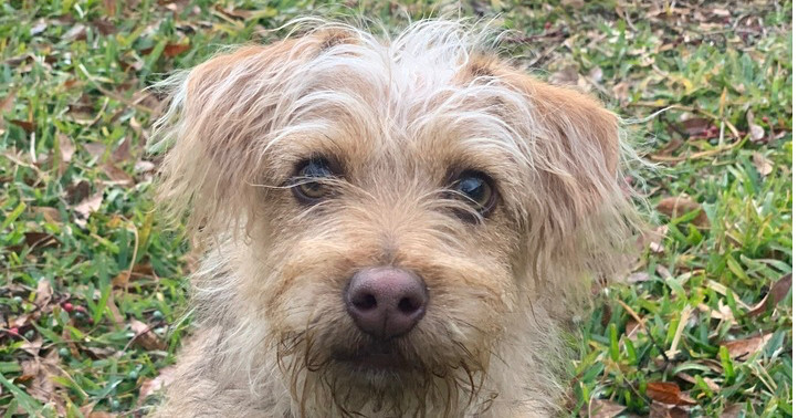 Teddy (Lenny)