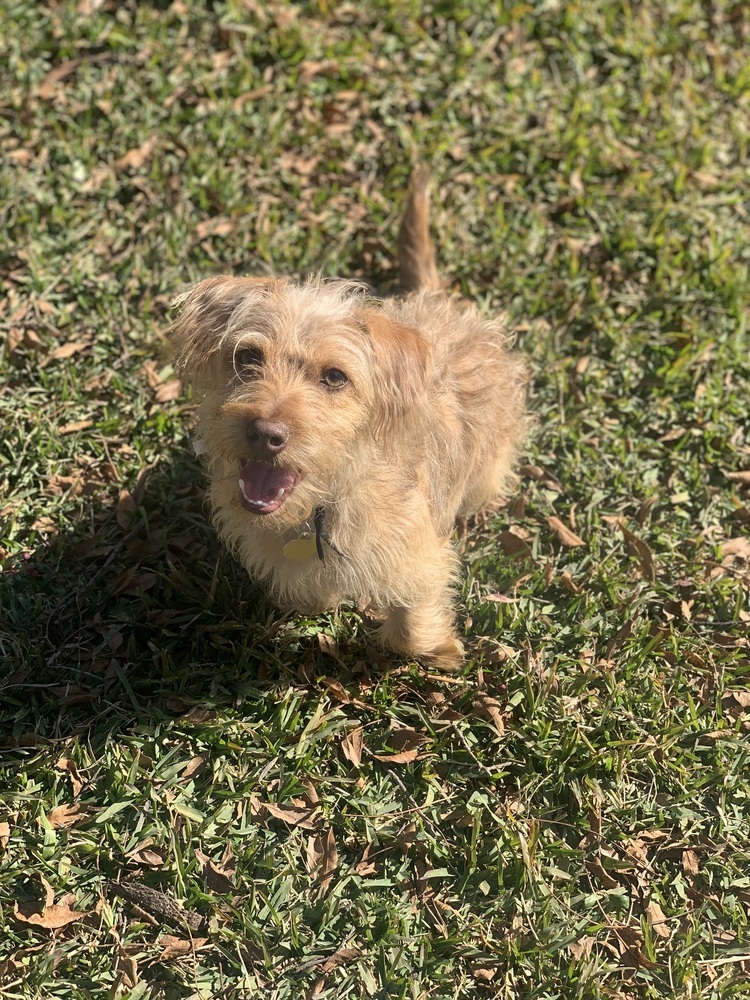Teddy (Lenny)
