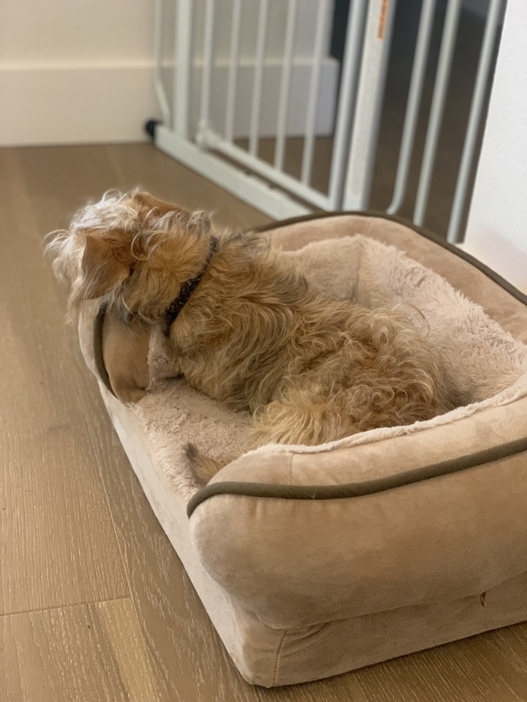Teddy (Lenny)