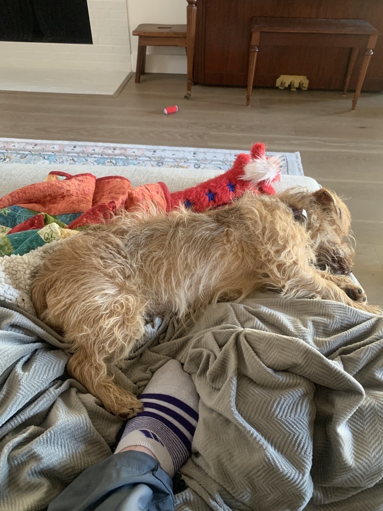 Teddy (Lenny)