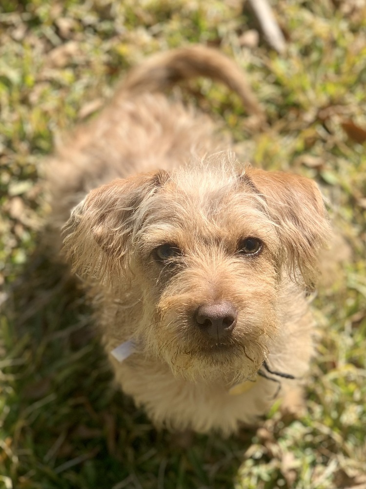 Teddy (Lenny)